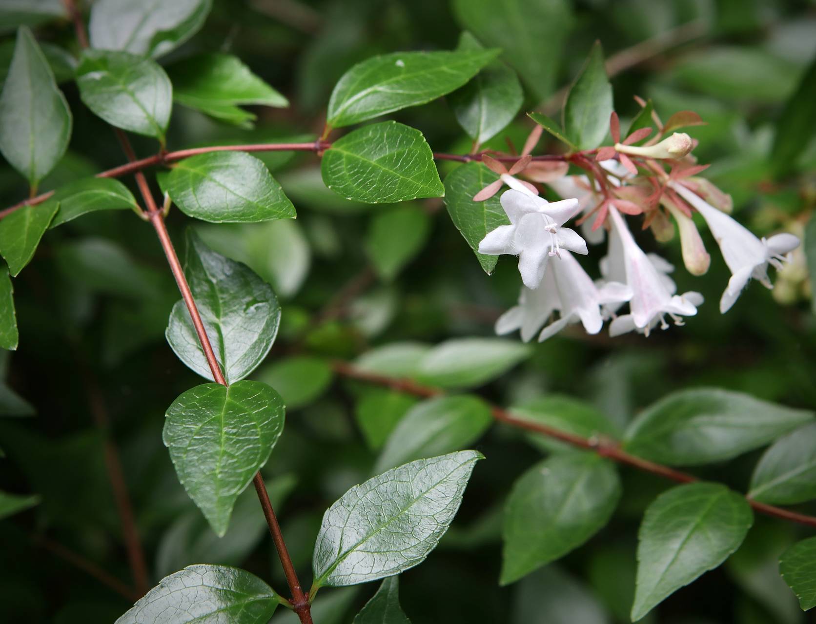 Photo of Glossy Abelia